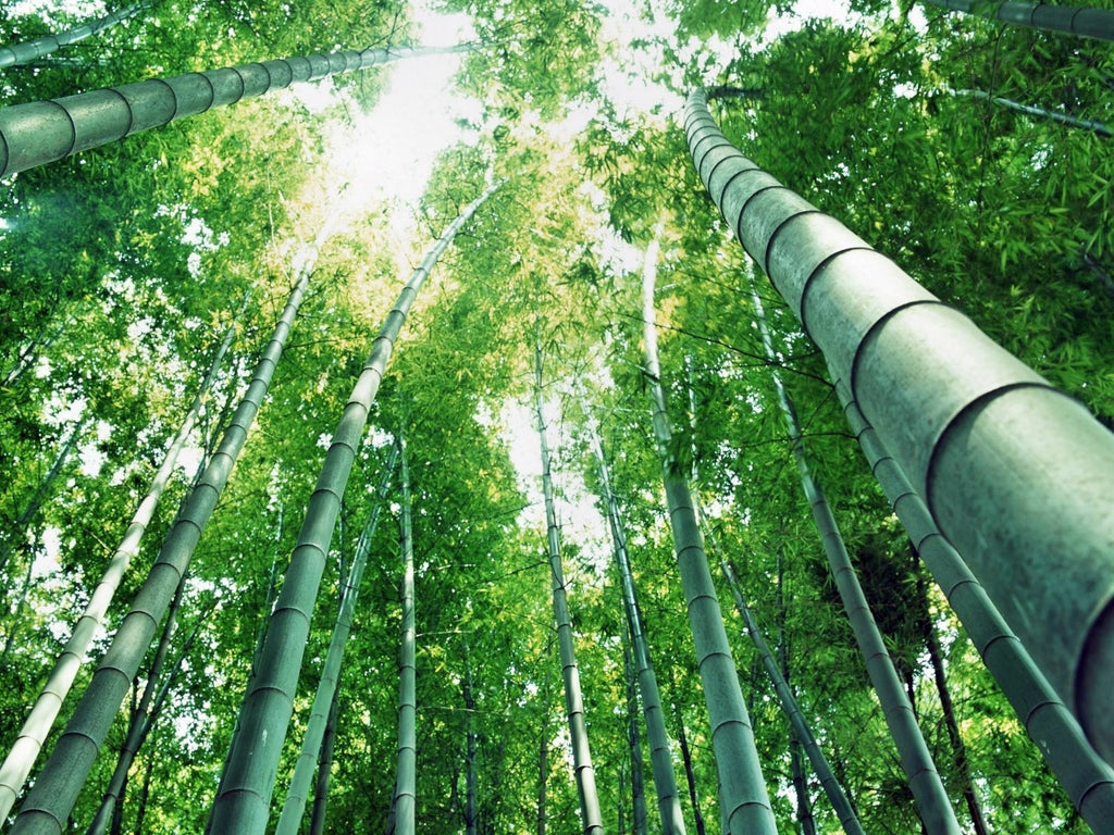 Bamboo goodness